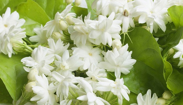 चमेली का फूल