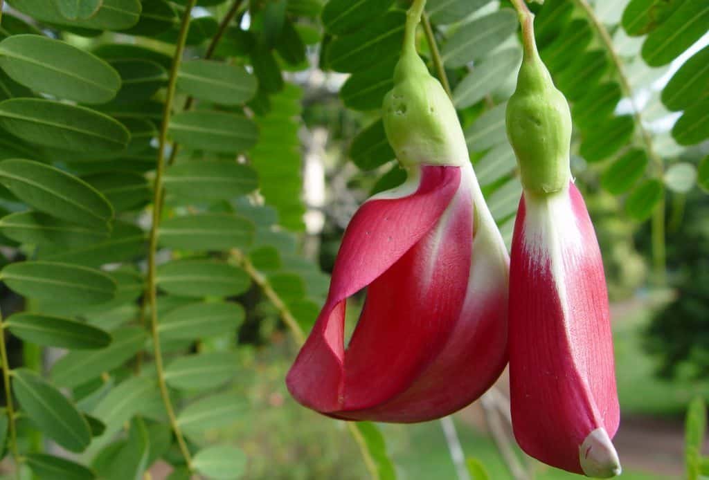 आगस्त्य