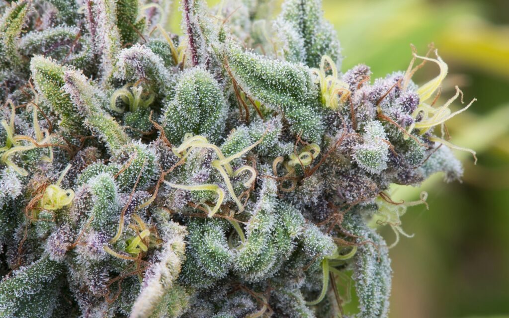 कुश के फूल