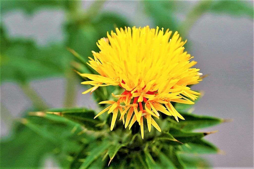 कुसुम के फूल