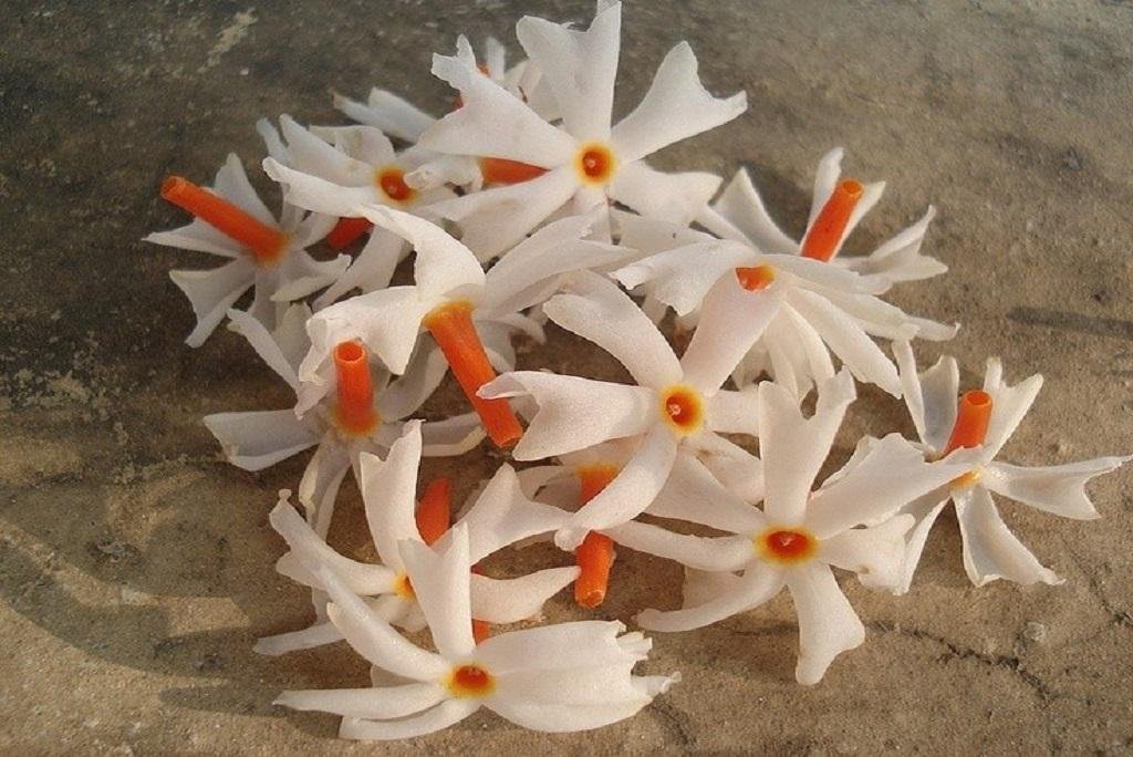 हरसिंगार के फूल